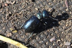 Meloe brevicollis