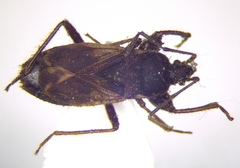 Eremocoris plebejus