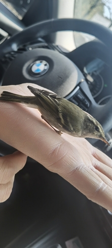Yellow-browed Warbler