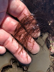 Cryptosiphonia woodii