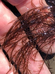 Cryptosiphonia woodii