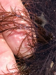 Cryptosiphonia woodii