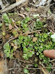 Sedum emarginatum
