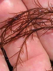 Cryptosiphonia woodii