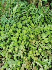 Sedum emarginatum