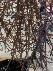 Cryptosiphonia woodii