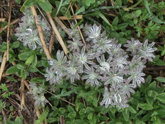 Lupinus lepidus lobbii