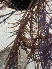 Cryptosiphonia woodii