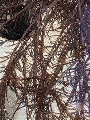 Cryptosiphonia woodii