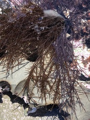 Cryptosiphonia woodii