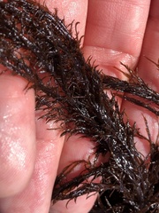 Cryptosiphonia woodii