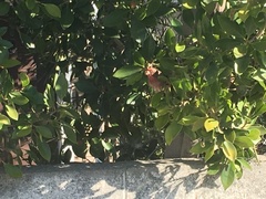 Haemorhous mexicanus