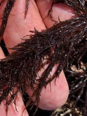 Cryptosiphonia woodii