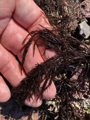 Cryptosiphonia woodii