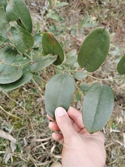 Smilax china