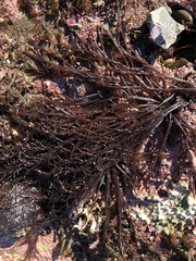 Cryptosiphonia woodii