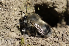 Anthophora pacifica