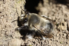 Anthophora pacifica