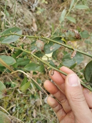 Smilax china