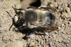 Anthophora pacifica
