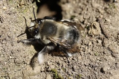 Anthophora pacifica