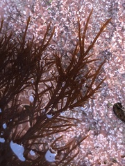 Cryptosiphonia woodii