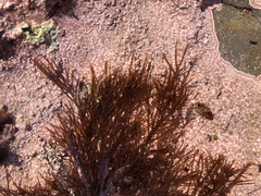 Cryptosiphonia woodii