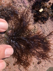 Cryptosiphonia woodii