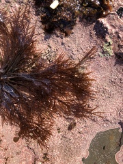 Cryptosiphonia woodii