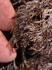 Cryptosiphonia woodii