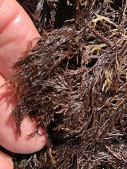 Cryptosiphonia woodii