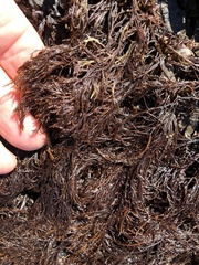 Cryptosiphonia woodii