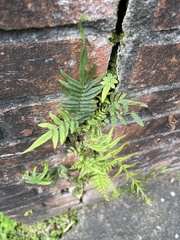 Pteris vittata