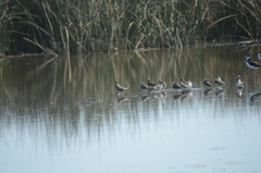 Calidris himantopus