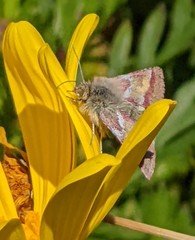Schinia pulchripennis