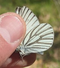 Pieris marginalis venosa