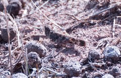 Chortoicetes terminifera