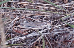 Macrotona securiformis