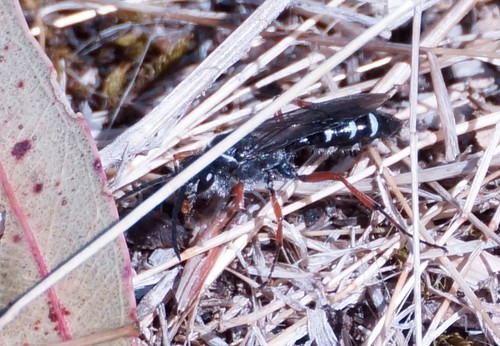 Blue Ant photo 2