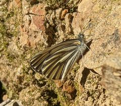 Pieris marginalis venosa