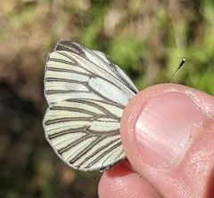 Pieris marginalis venosa