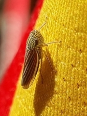 Apogonalia fraterna