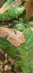 Apogonalia fraterna