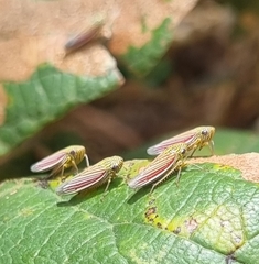 Apogonalia fraterna