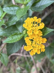 Lantana × hybrida