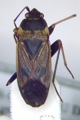 Rhyparochromus vulgaris