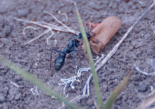 Jack Jumper Ant photo 4