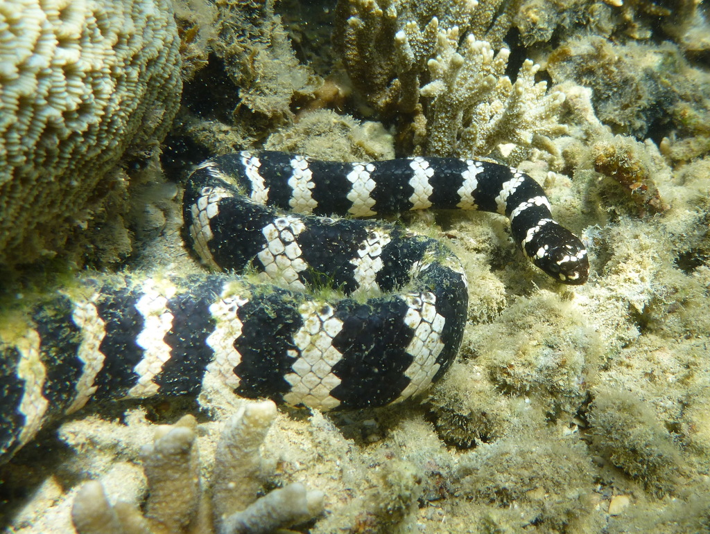 Turtle-headed Sea Snake from Baie des citrons sud, Nouméa, New ...