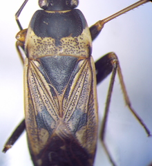 Rhyparochromus vulgaris