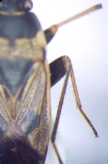 Rhyparochromus vulgaris